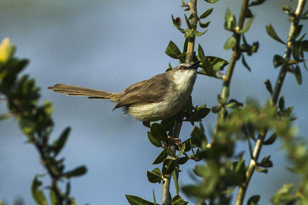 淡山鹪莺 / Pale Prinia / Prinia somalica