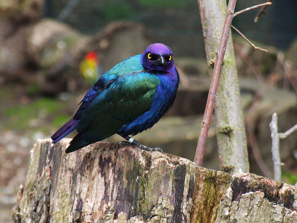 紫辉椋鸟 / Purple Starling / Lamprotornis purpureus