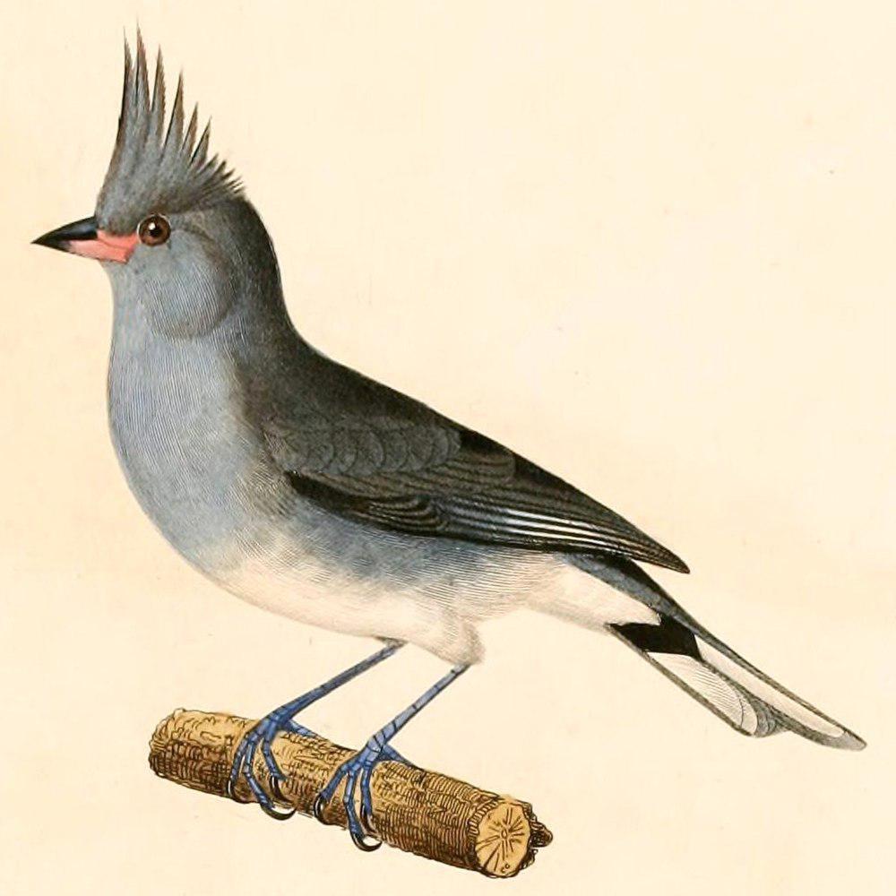 灰冠雀鹀 / Grey-crested Finch / Lophospingus griseocristatus