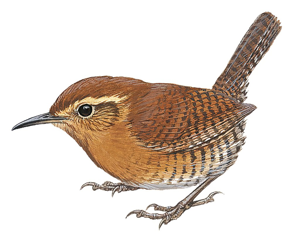 圣岛鹪鹩 / Santa Marta Wren / Troglodytes monticola