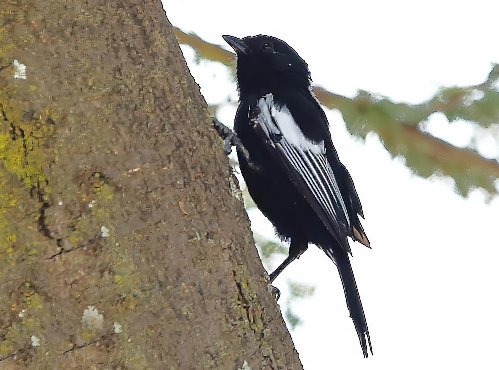 白翅黑山雀 / White-winged Black Tit / Melaniparus leucomelas