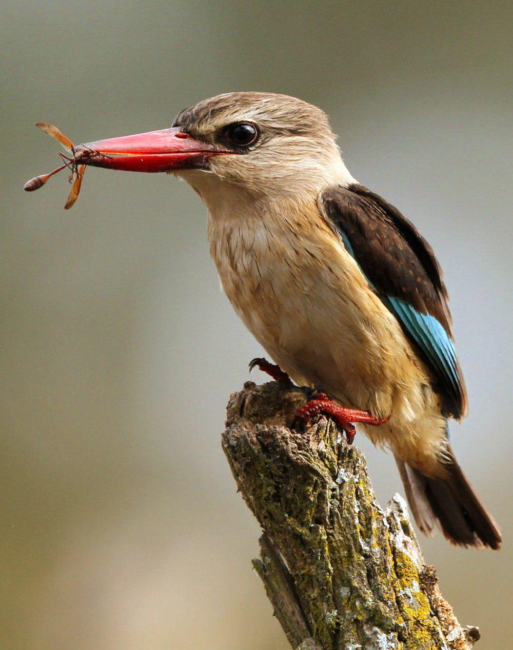 褐头翡翠 / Brown-hooded Kingfisher / Halcyon albiventris