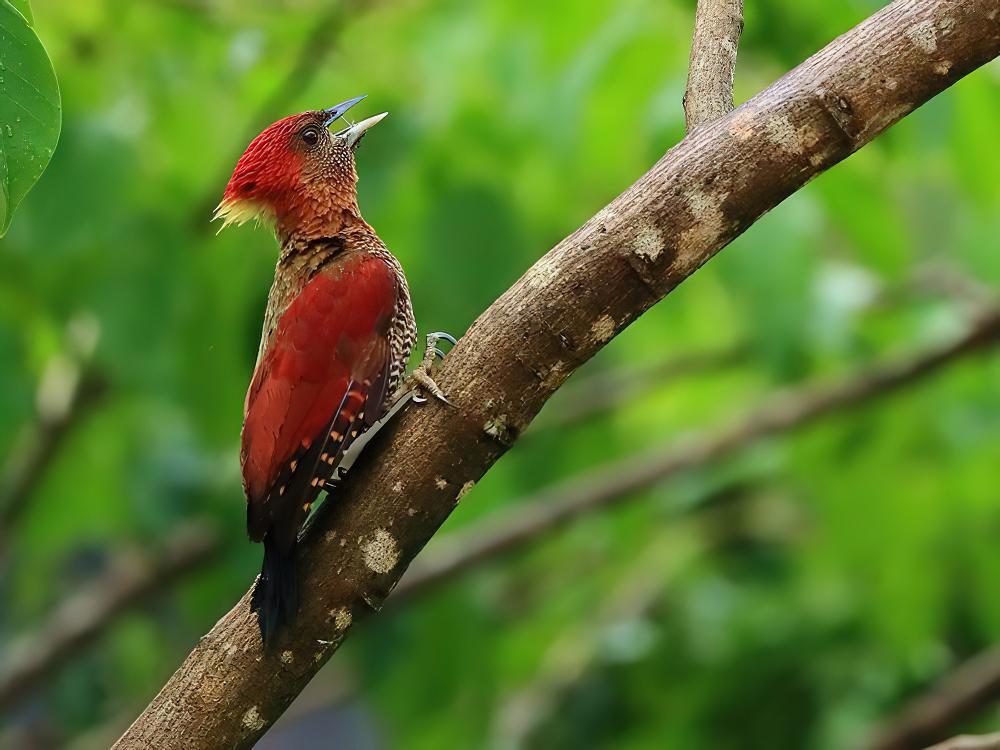 镶红绿啄木鸟 / Banded Woodpecker / Chrysophlegma miniaceum
