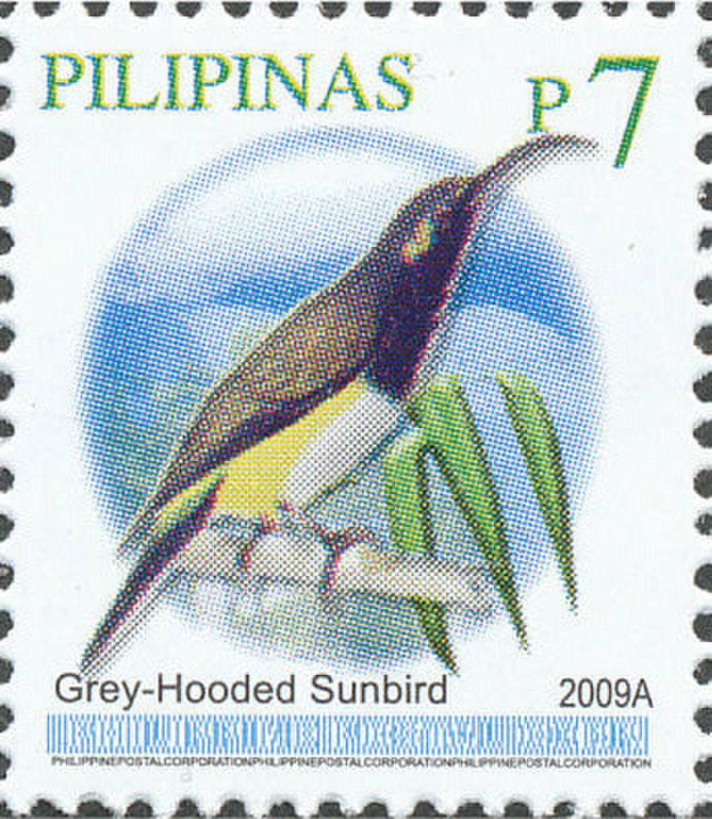 哈氏太阳鸟 / Grey-hooded Sunbird / Aethopyga primigenia