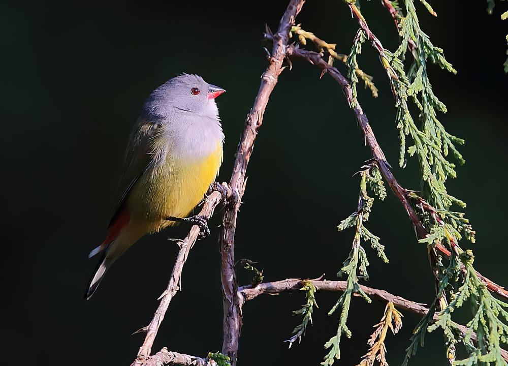 黄腹梅花雀 / Yellow-bellied Waxbill / Coccopygia quartinia