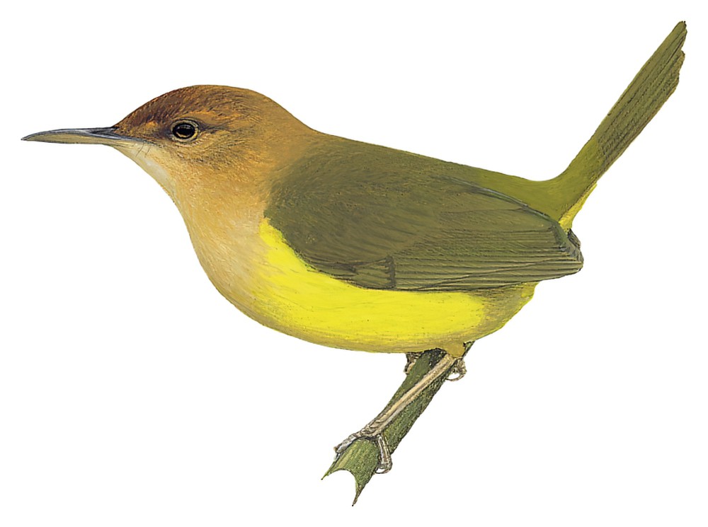 褐头缝叶莺 / Rufous-headed Tailorbird / Phyllergates heterolaemus