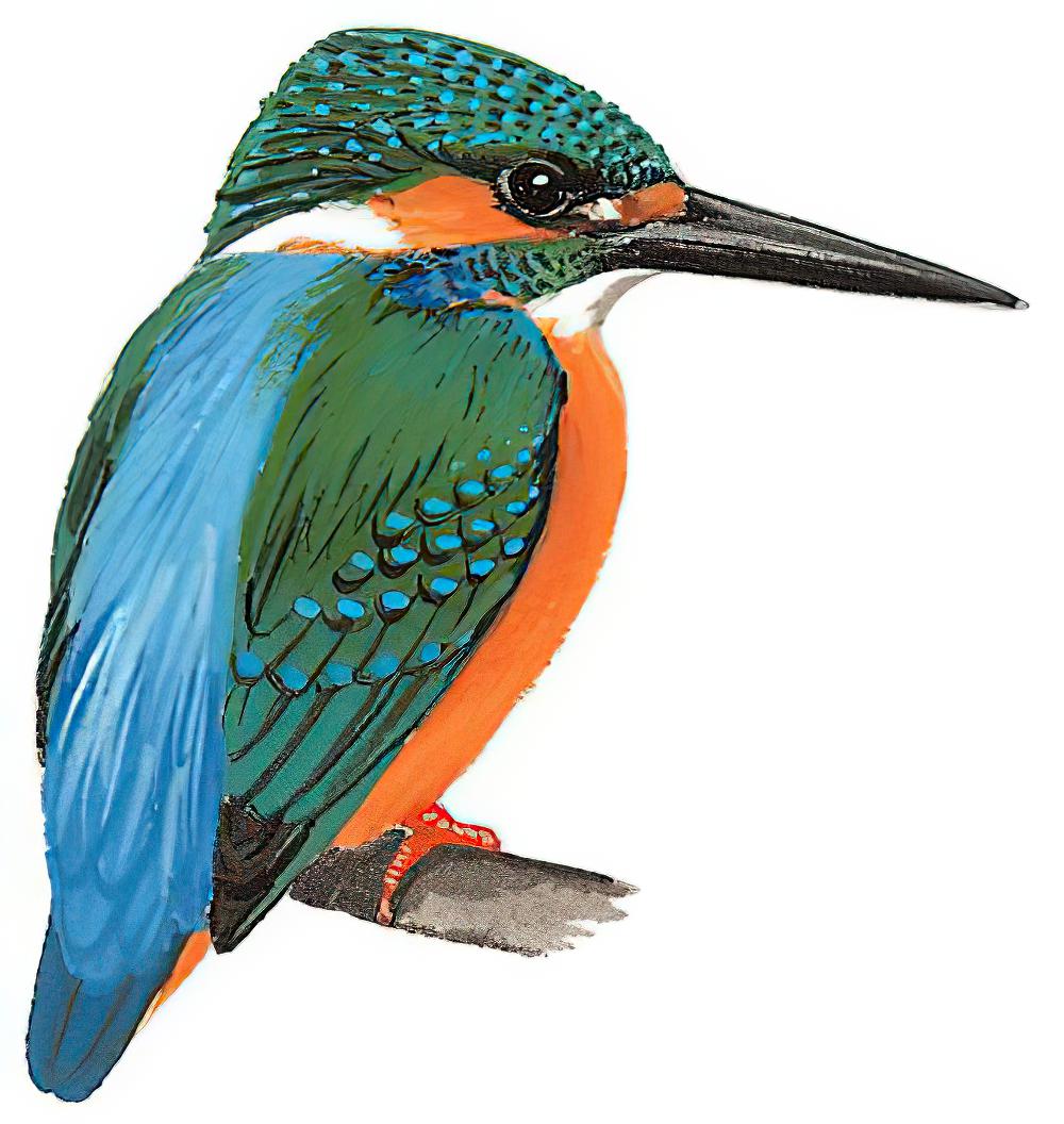 普通翠鸟 / Common Kingfisher / Alcedo atthis