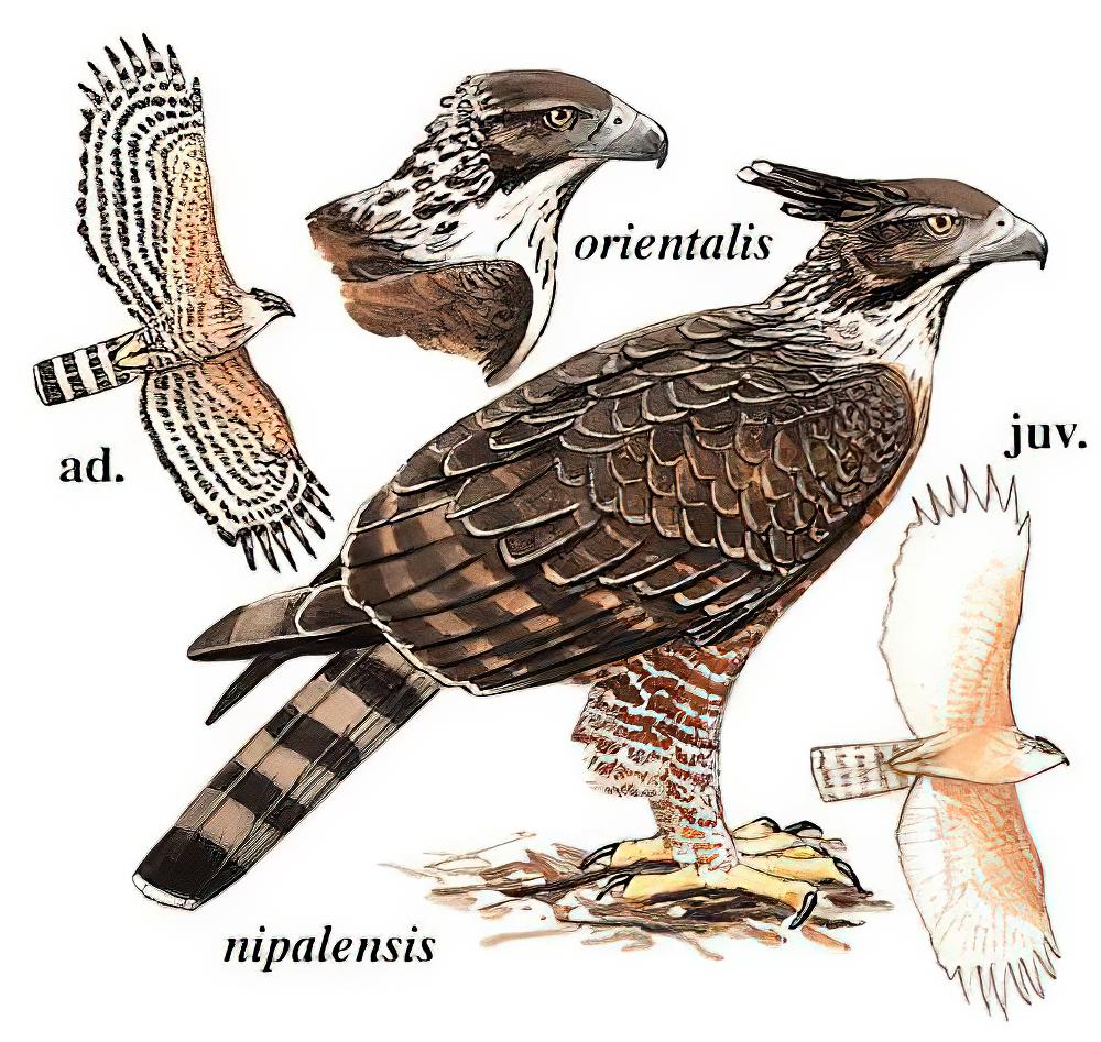 鹰雕 / Mountain Hawk-Eagle / Nisaetus nipalensis
