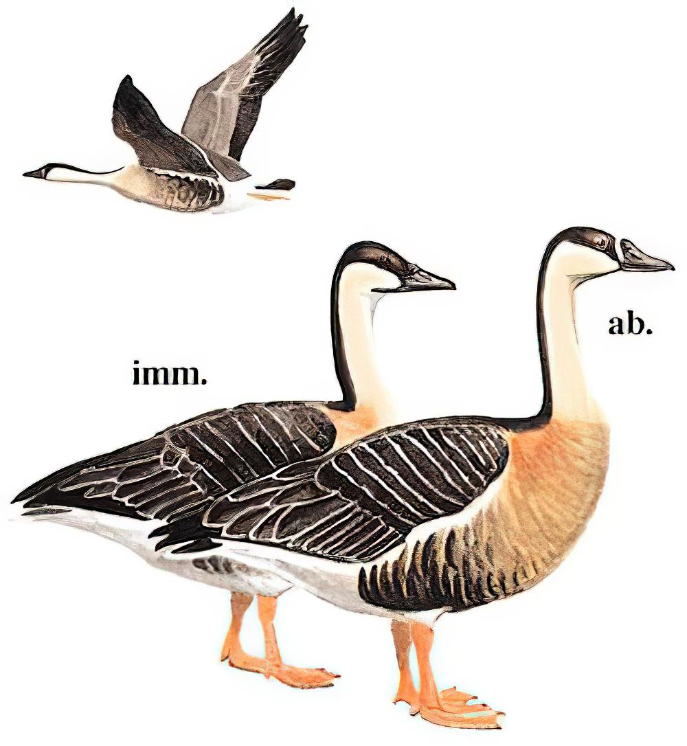 鸿雁 / Swan Goose / Anser cygnoides