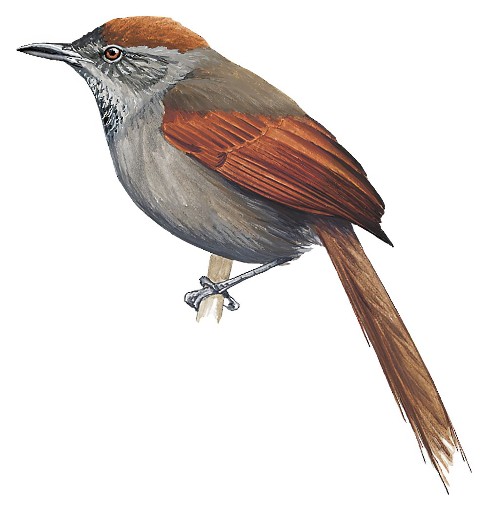 暗色针尾雀 / Dusky Spinetail / Synallaxis moesta