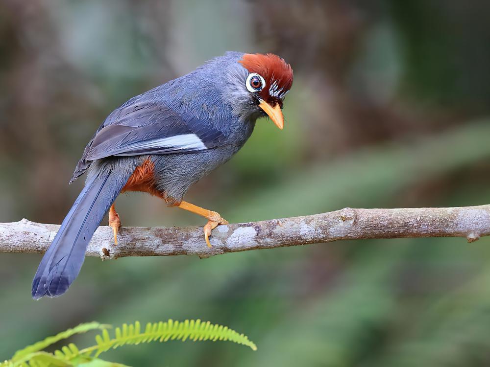 栗头噪鹛 / Chestnut-capped Laughingthrush / Pterorhinus mitratus