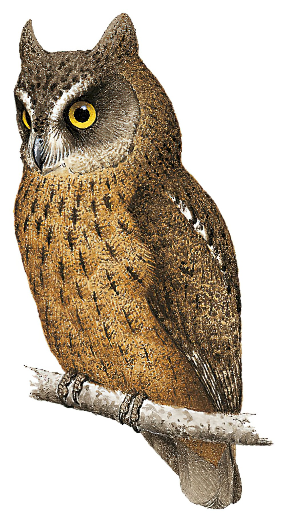 马约特岛角鸮 / Mayotte Scops Owl / Otus mayottensis