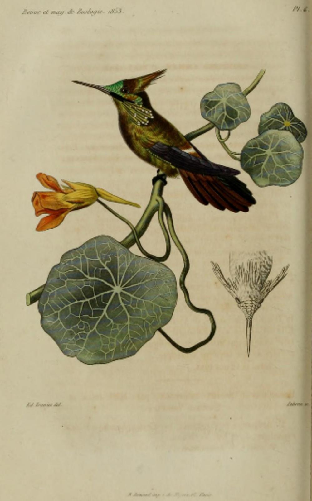 蝴蝶冠蜂鸟 / Butterfly Coquette / Lophornis verreauxii