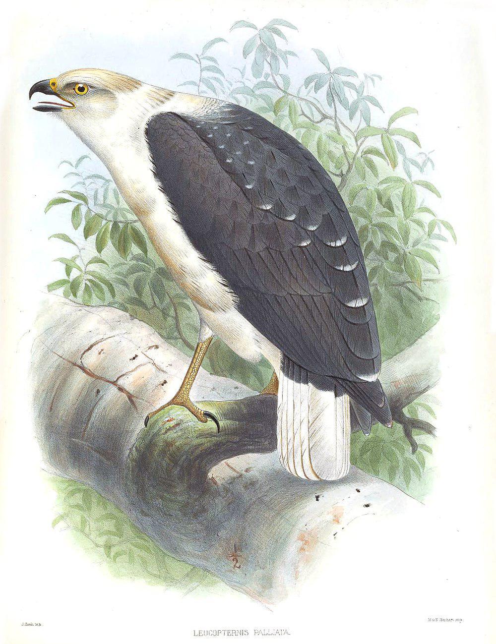 披风南美鵟 / Mantled Hawk / Pseudastur polionotus