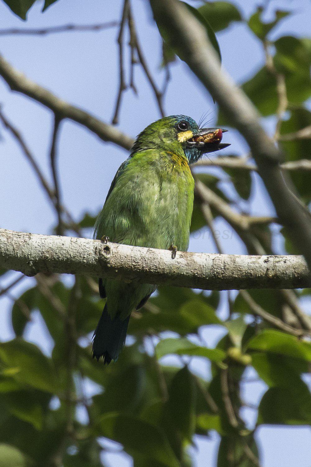 黄耳拟啄木鸟 / Yellow-eared Barbet / Psilopogon australis