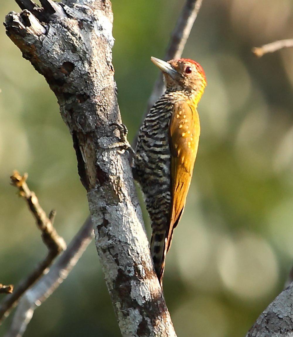金领啄木鸟 / Golden-collared Woodpecker / Veniliornis cassini