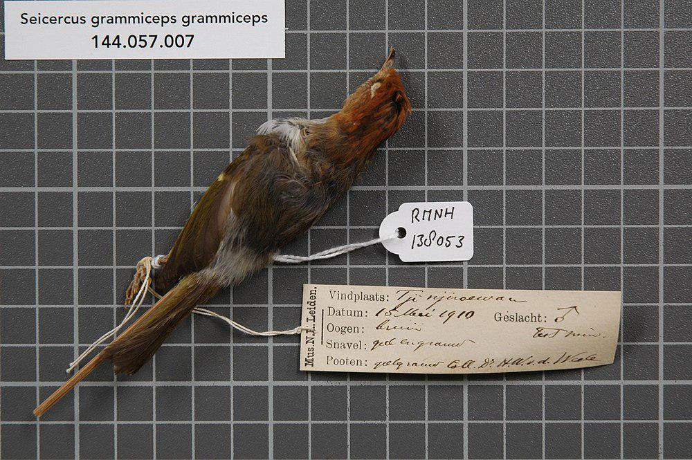 纹顶鹟莺 / Sunda Warbler / Phylloscopus grammiceps