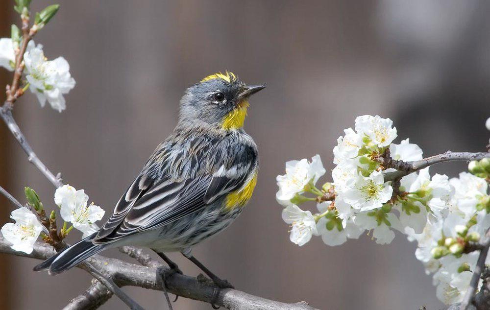 高氏林莺 / Goldman\'s Warbler / Setophaga goldmani