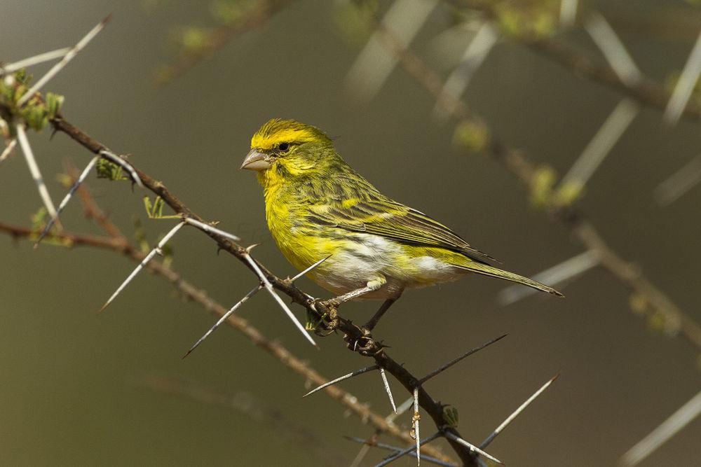 白腹丝雀 / White-bellied Canary / Crithagra dorsostriata