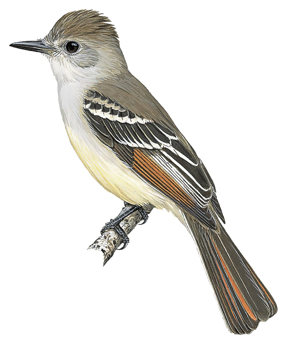 灰喉蝇霸鹟 / Ash-throated Flycatcher / Myiarchus cinerascens