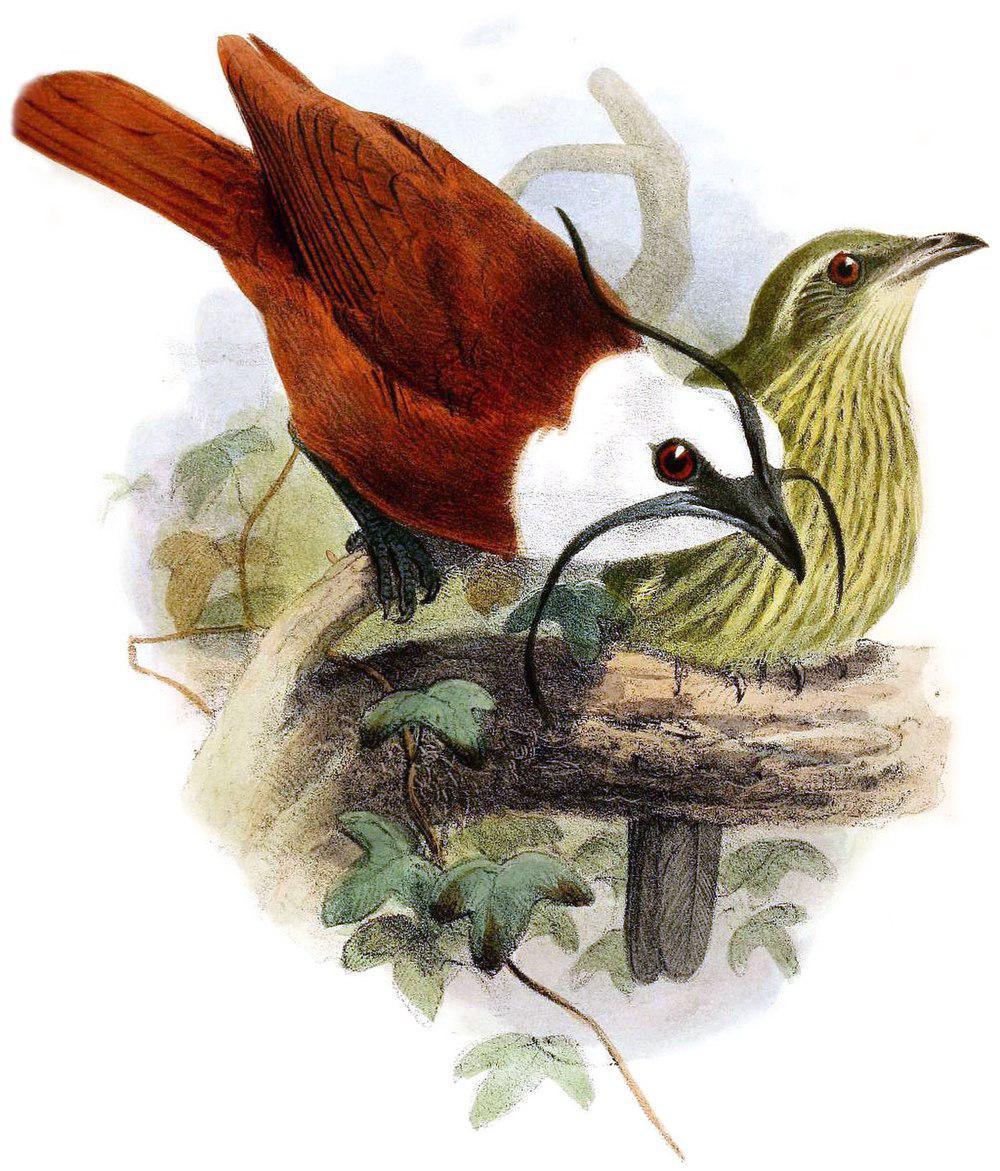 肉垂钟伞鸟 / Three-wattled Bellbird / Procnias tricarunculatus
