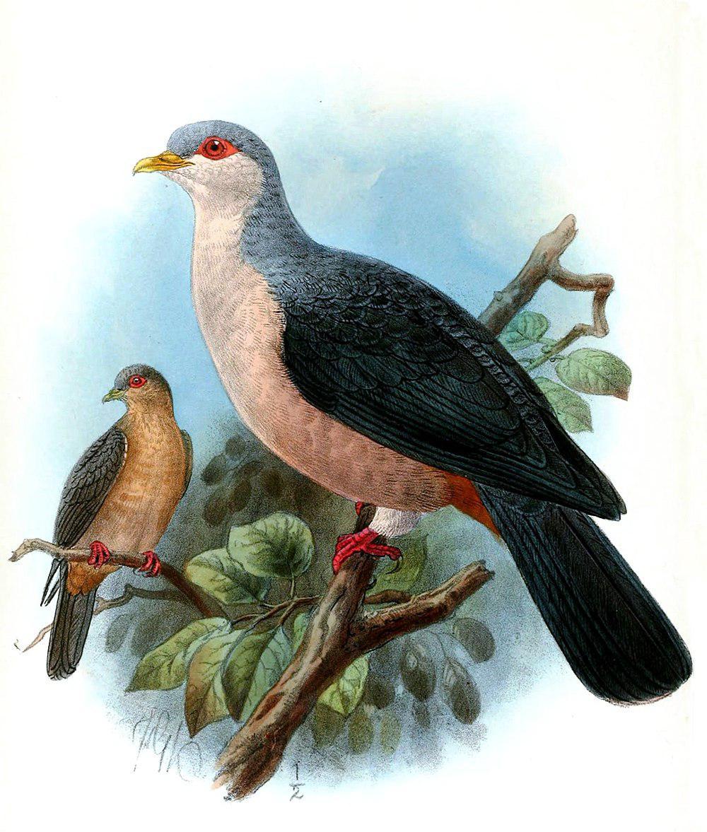 长尾山鸠 / Buru Mountain Pigeon / Gymnophaps mada