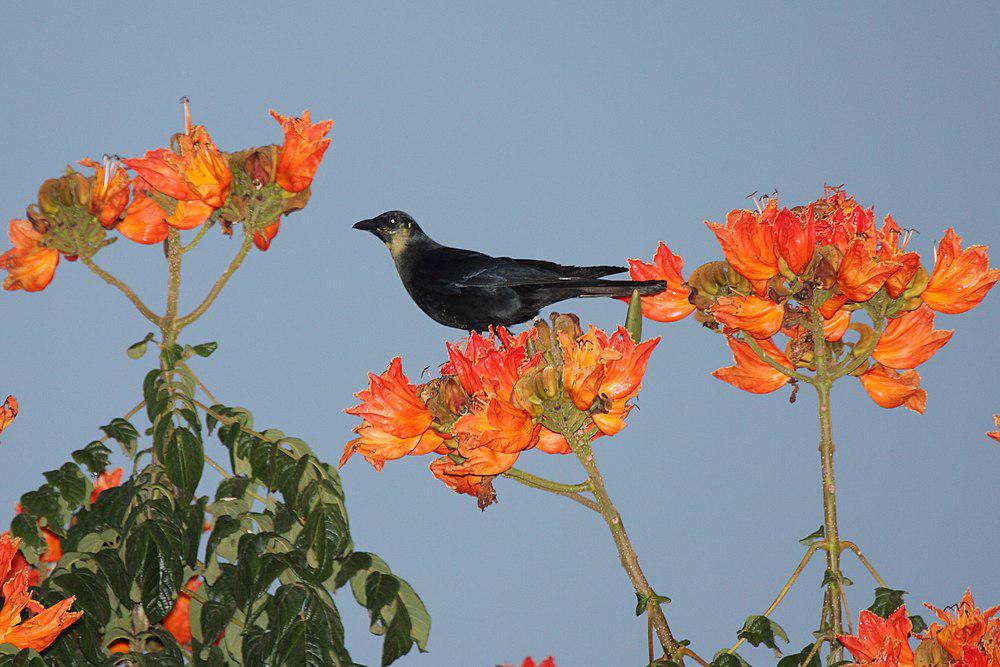 西纳劳乌鸦 / Sinaloa Crow / Corvus sinaloae