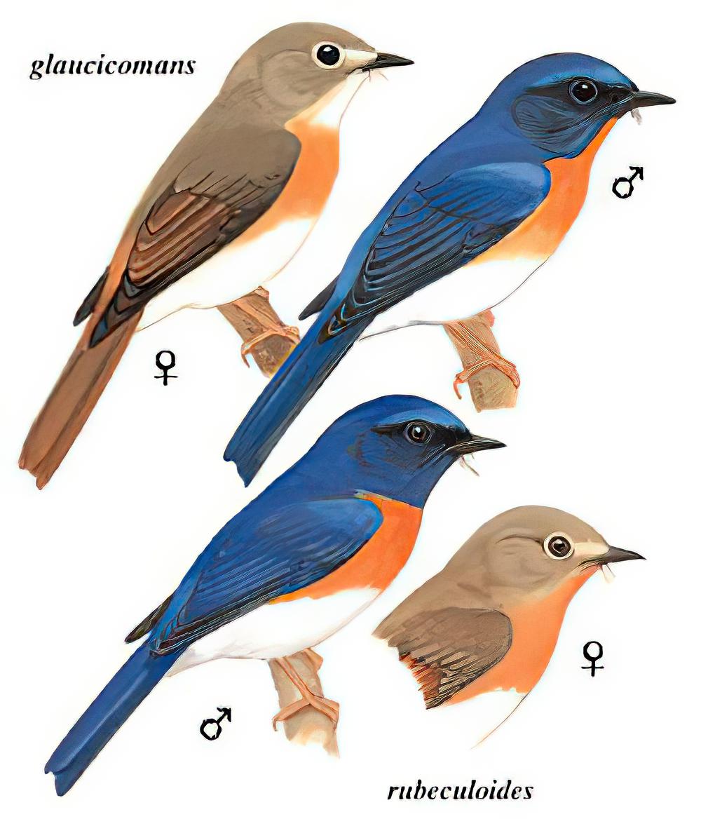 蓝喉仙鹟 / Blue-throated Blue Flycatcher / Cyornis rubeculoides