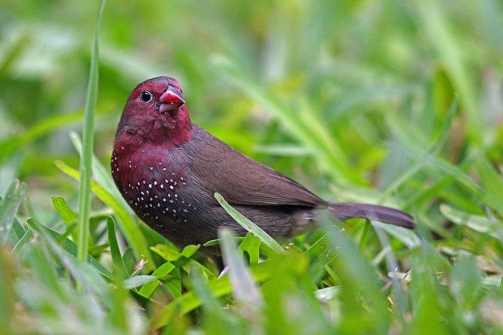 褐背火雀 / Brown Firefinch / Lagonosticta nitidula