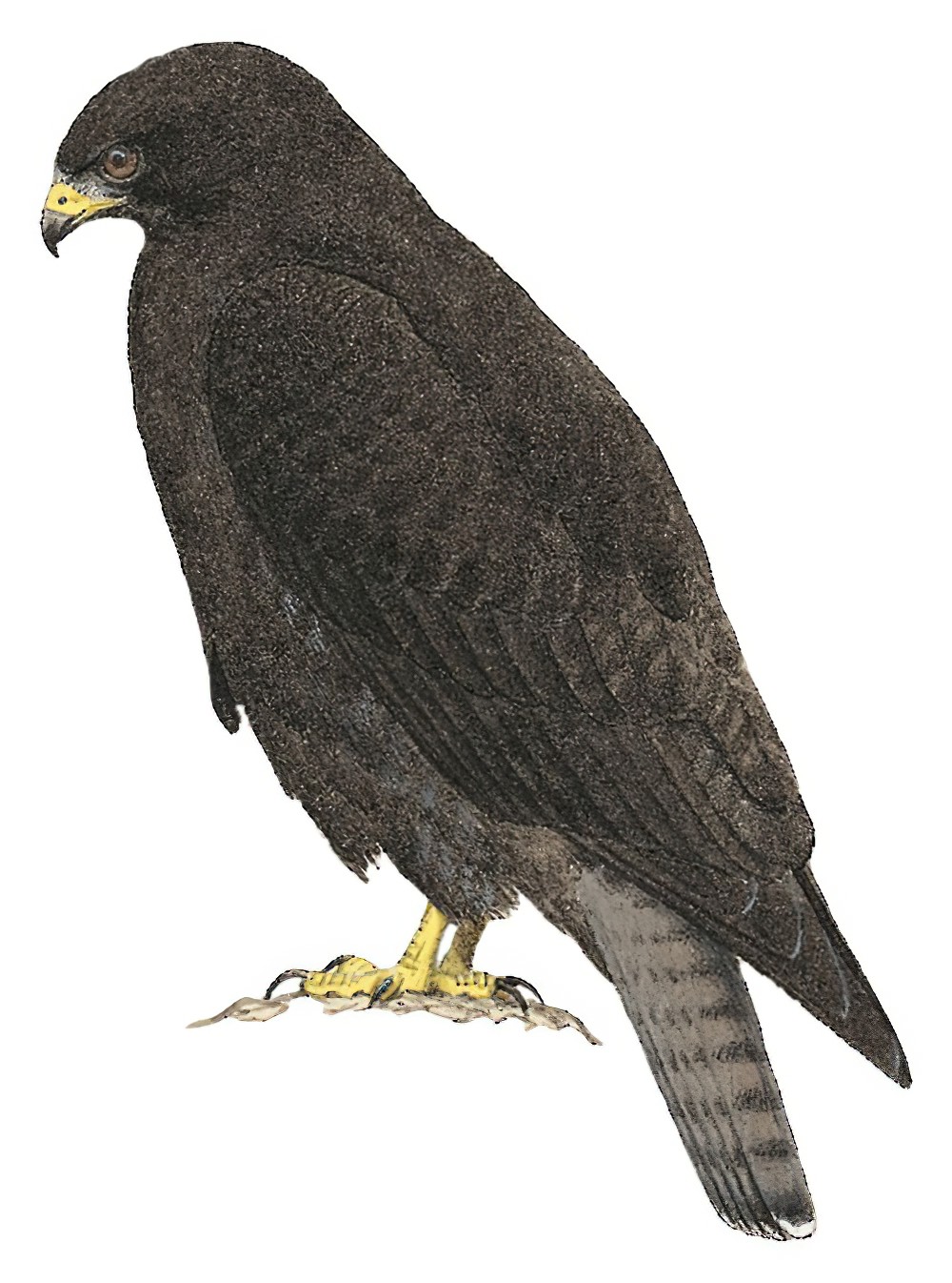 美洲棕尾鵟 / Rufous-tailed Hawk / Buteo ventralis