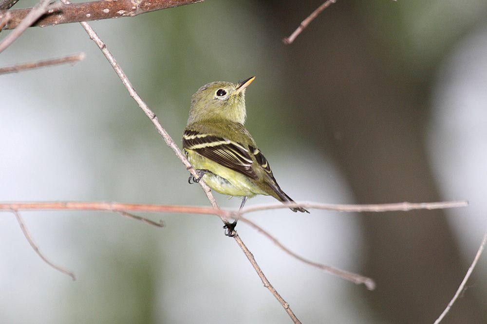 黄腹纹霸鹟 / Yellow-bellied Flycatcher / Empidonax flaviventris