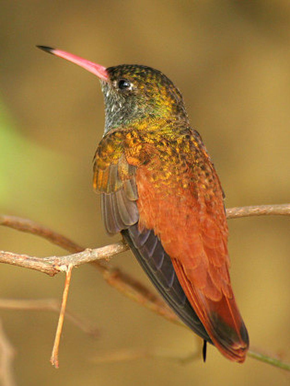 艳蜂鸟 / Amazilia Hummingbird / Amazilis amazilia