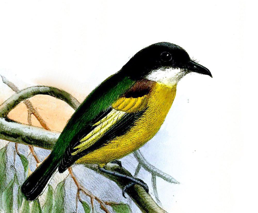 金翅哑霸鹟 / Golden-winged Tody-Flycatcher / Poecilotriccus calopterus