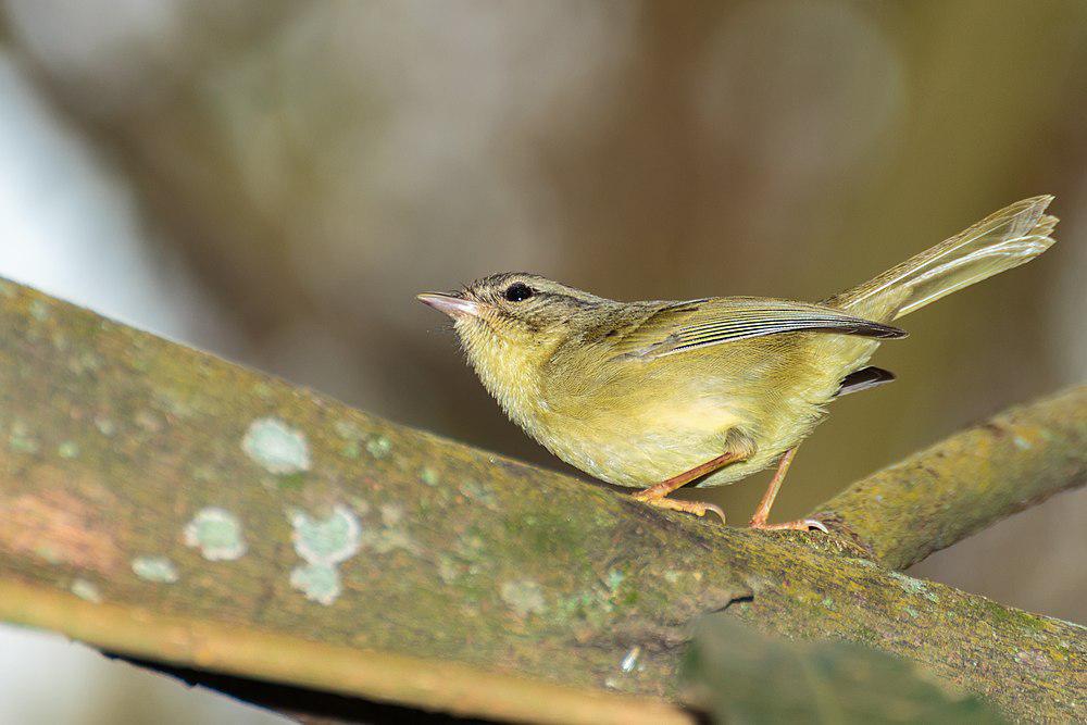 三纹王森莺 / Three-striped Warbler / Basileuterus tristriatus