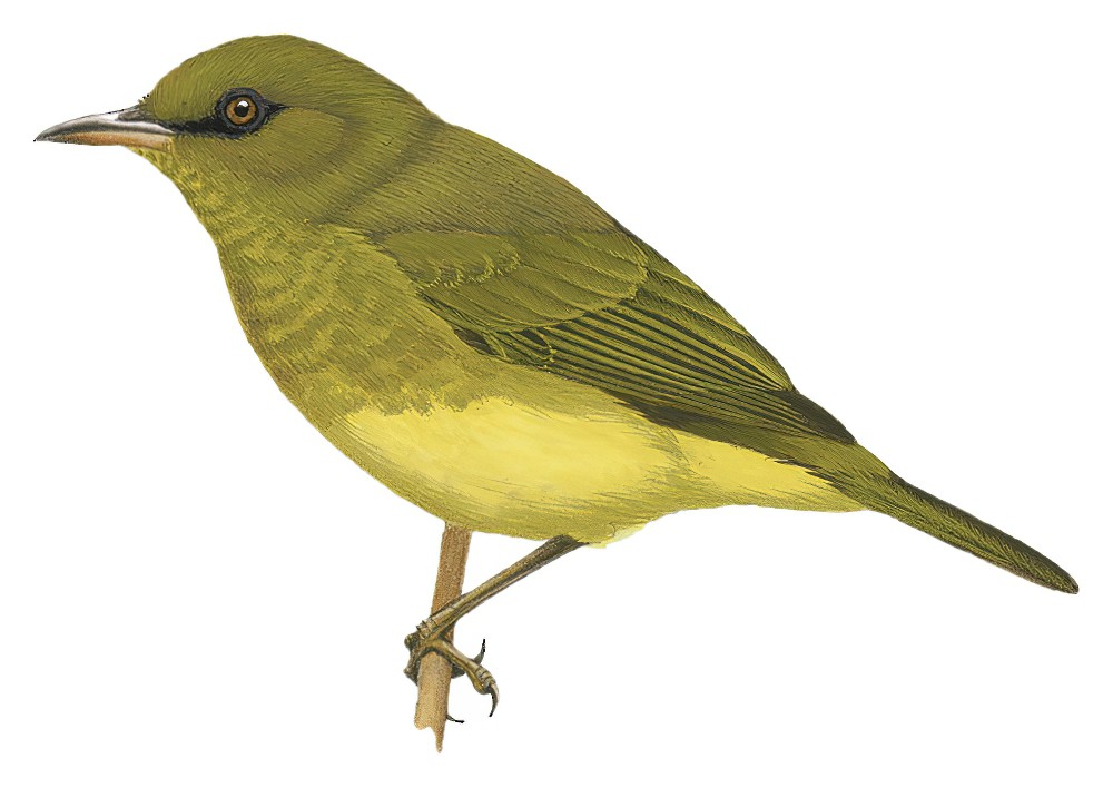 马莱绣眼鸟 / Malaita White-eye / Zosterops stresemanni