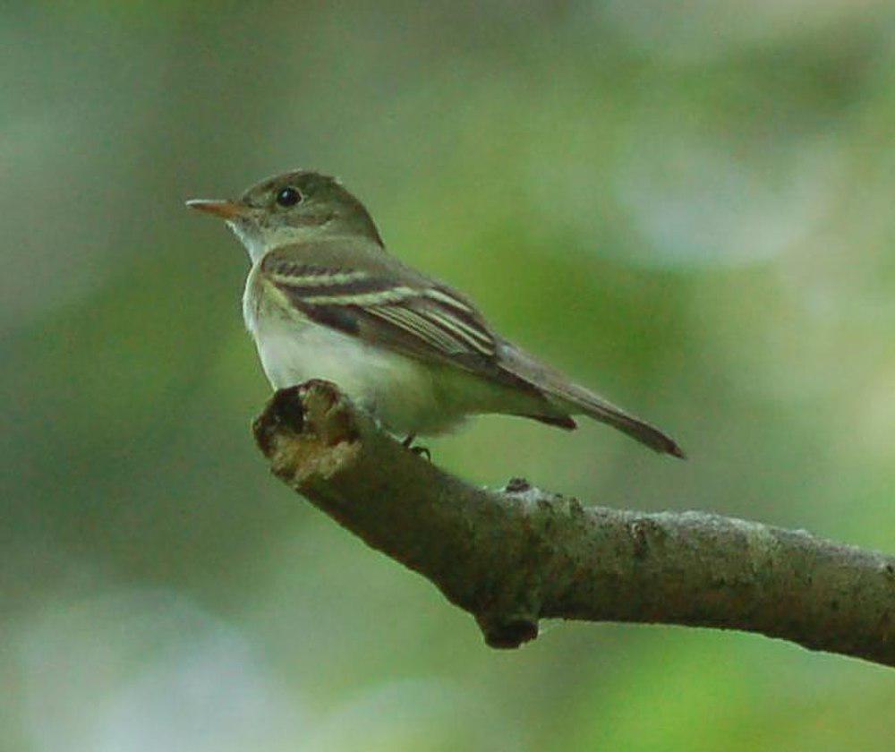 绿纹霸鹟 / Acadian Flycatcher / Empidonax virescens