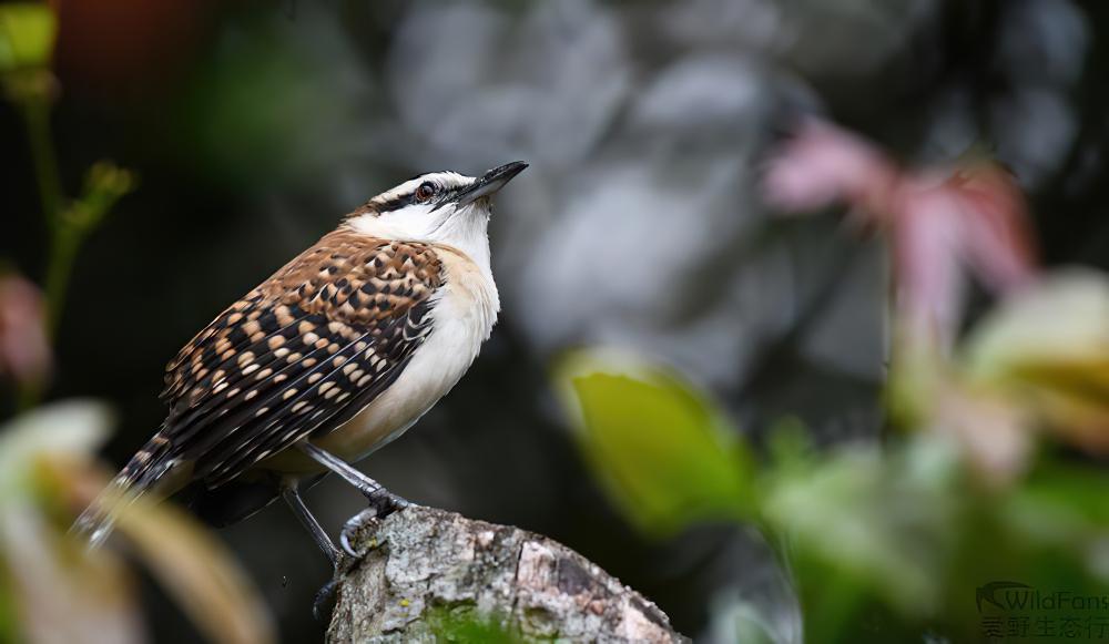 棕背曲嘴鹪鹩 / Rufous-backed Wren / Campylorhynchus capistratus