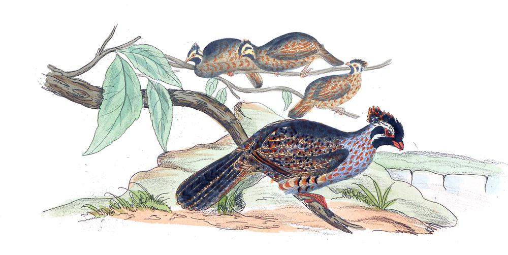 长尾林鹑 / Long-tailed Wood Partridge / Dendrortyx macroura