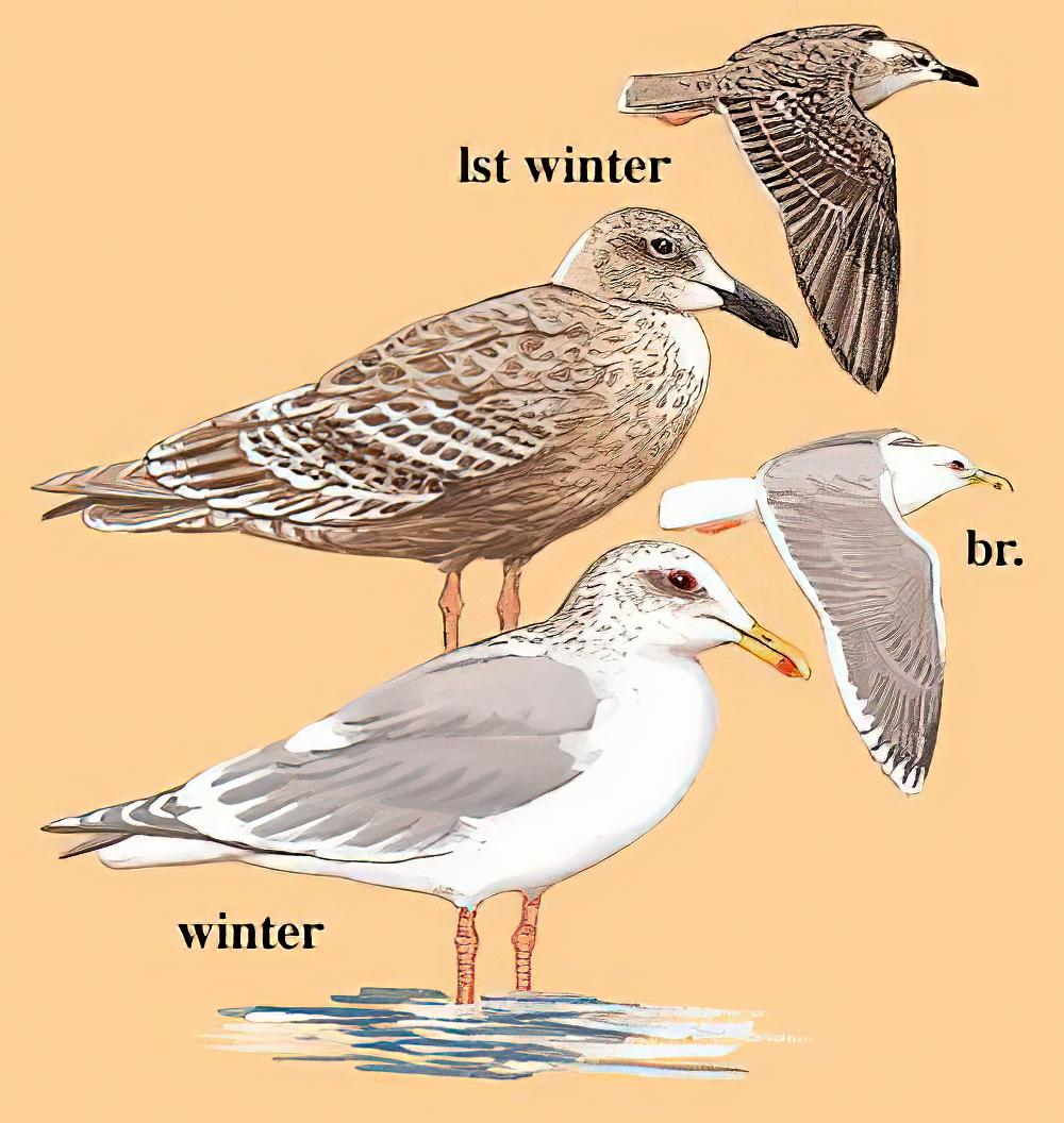 灰翅鸥 / Glaucous-winged Gull / Larus glaucescens