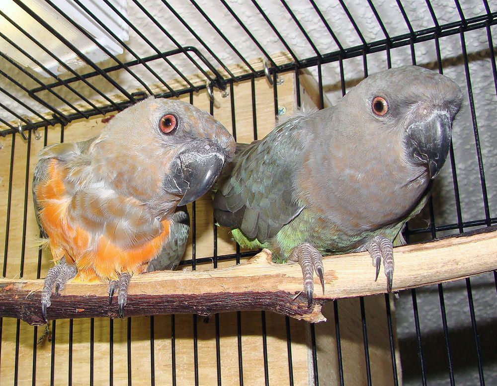 红腹鹦鹉 / Red-bellied Parrot / Poicephalus rufiventris