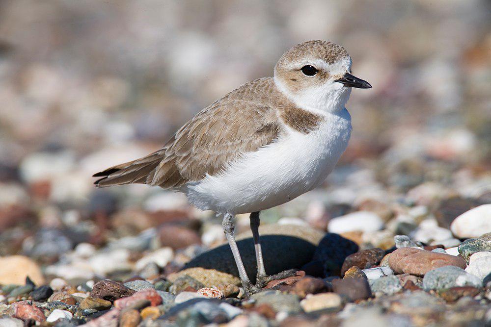 雪鸻 / Snowy Plover / Charadrius nivosus