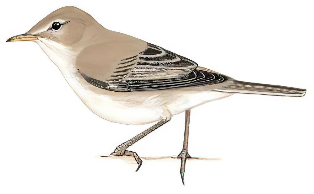 草绿篱莺 / Eastern Olivaceous Warbler / Iduna pallida