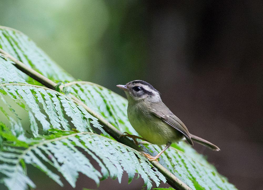 黑耳王森莺 / Black-eared Warbler / Basileuterus melanotis