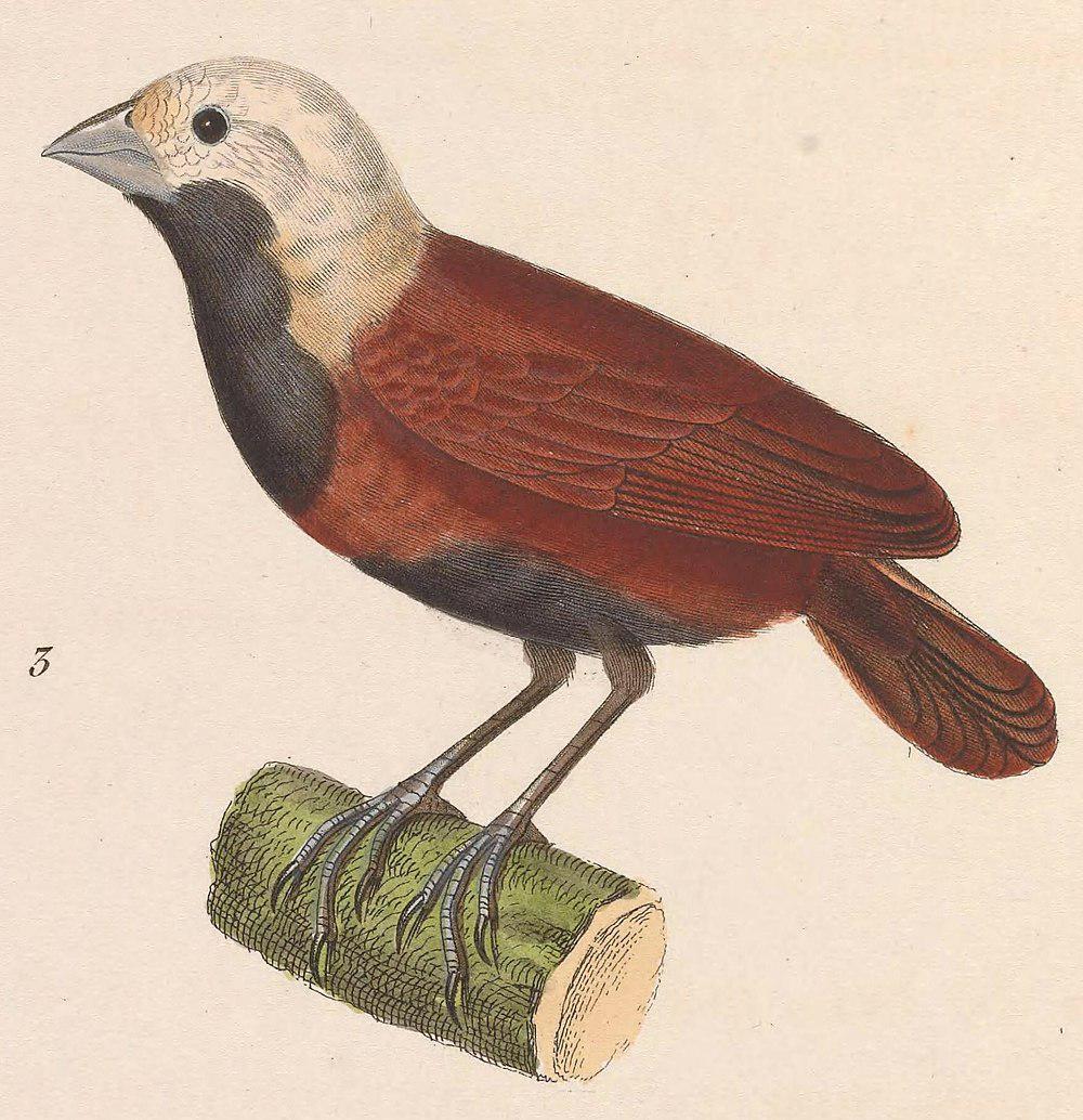 白顶文鸟 / White-capped Munia / Lonchura ferruginosa