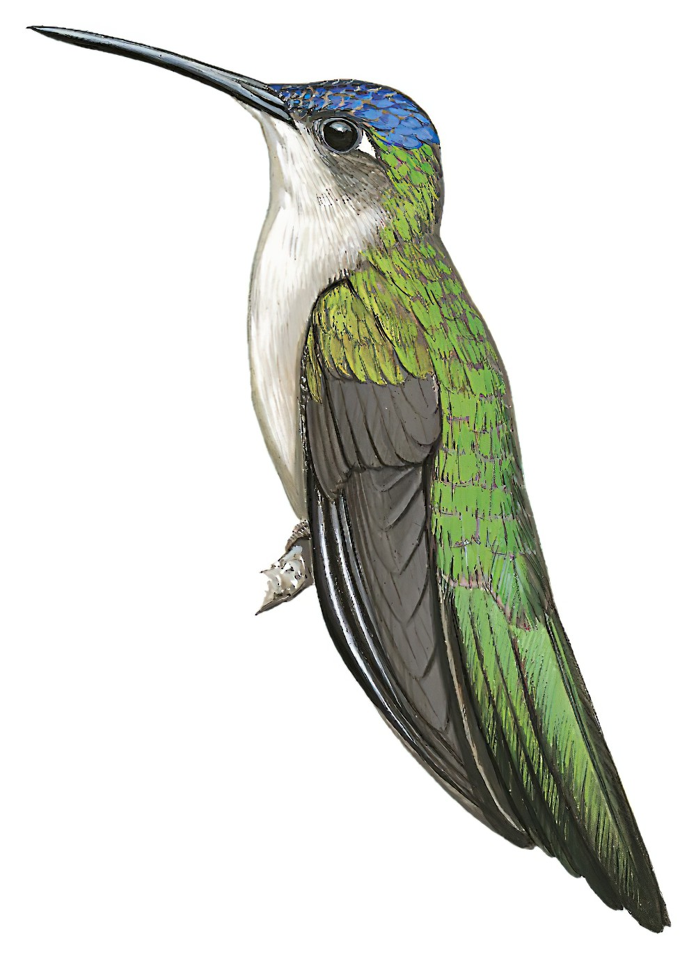 长尾刀翅蜂鸟 / Long-tailed Sabrewing / Pampa excellens
