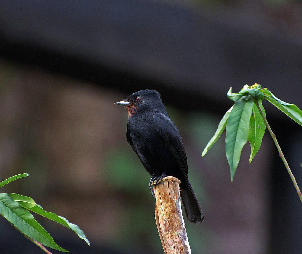 柔羽黑霸鹟 / Velvety Black Tyrant / Knipolegus nigerrimus