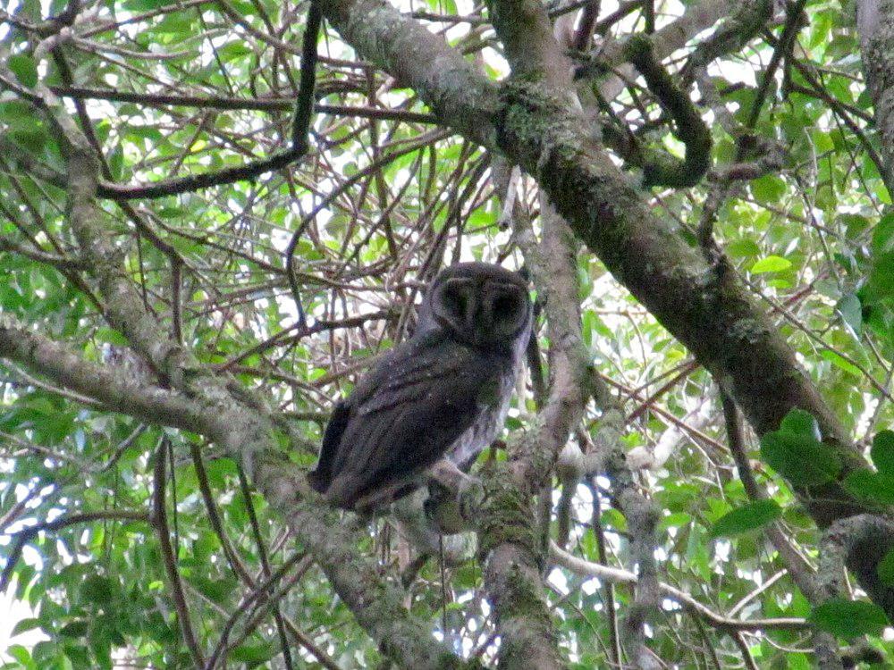 乌草鸮 / Greater Sooty Owl / Tyto tenebricosa