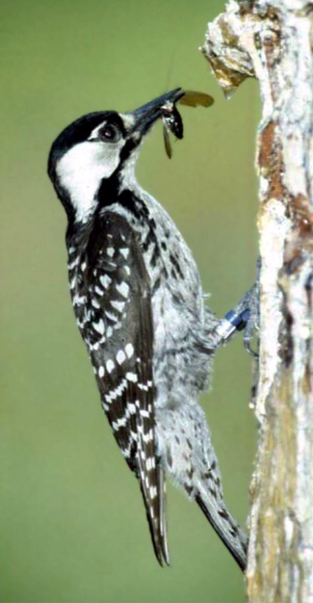 红顶啄木鸟 / Red-cockaded Woodpecker / Leuconotopicus borealis