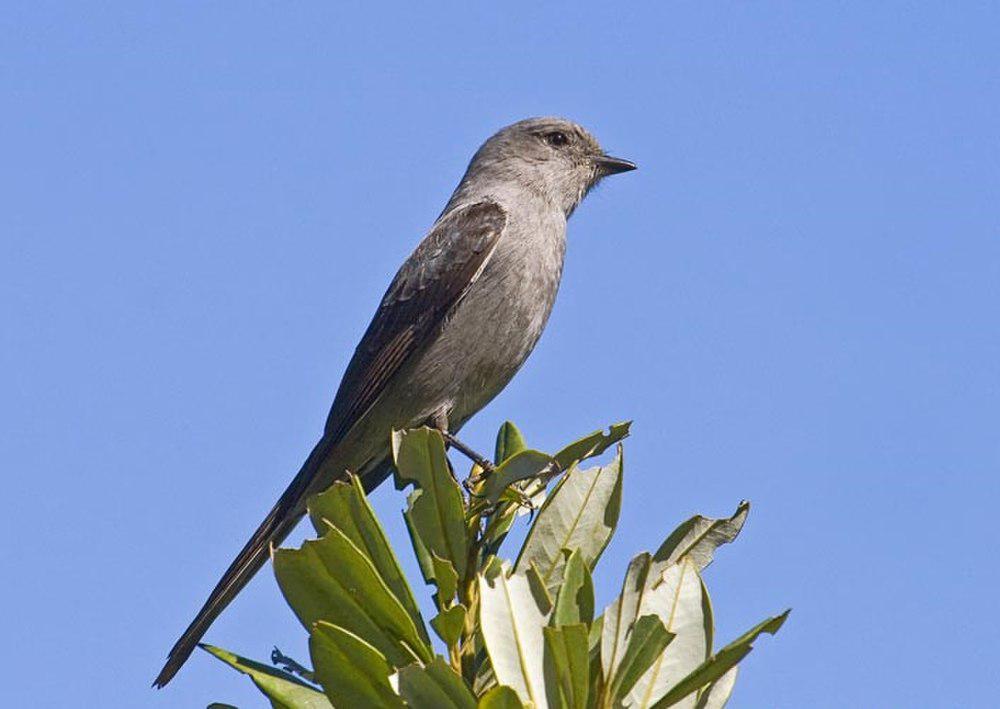 剪尾灰霸鹟 / Shear-tailed Grey Tyrant / Muscipipra vetula