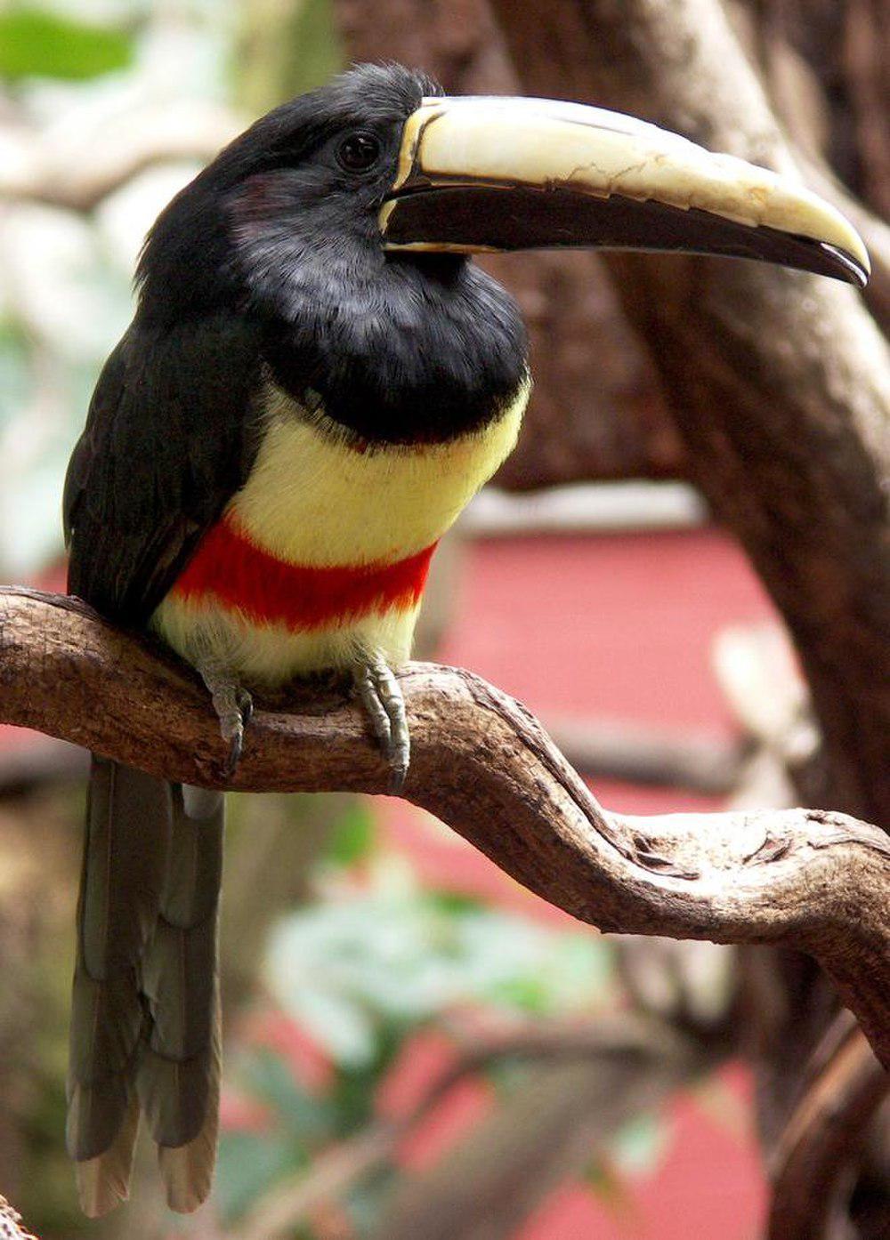 黑颈簇舌巨嘴鸟 / Black-necked Aracari / Pteroglossus aracari